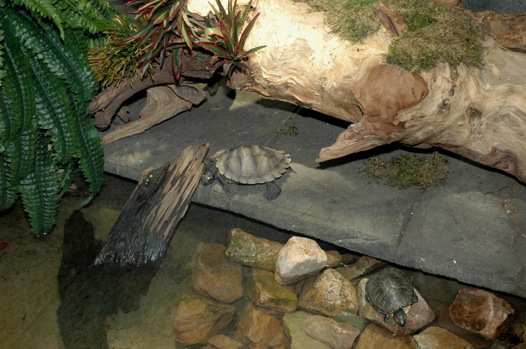 Waterschildpadden