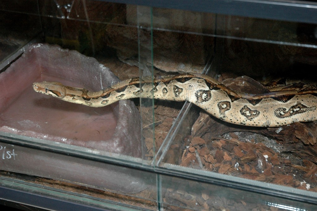 Boa constrictor