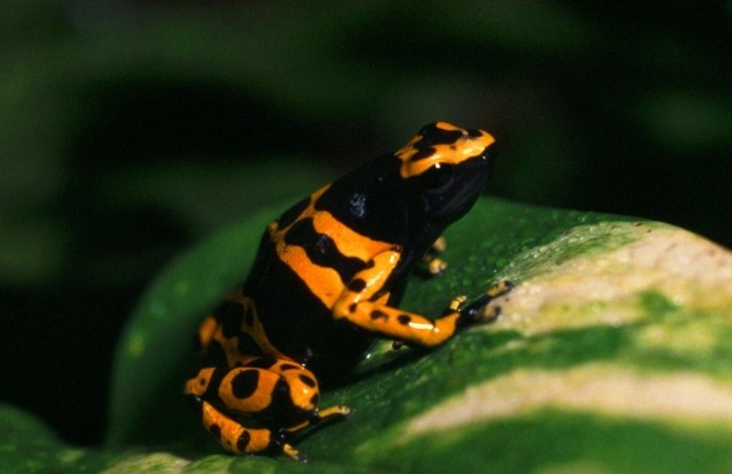 Dendrobates leucomelas