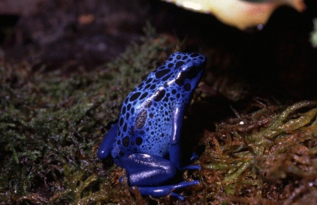 Dendrobates tinctorius azureus 003