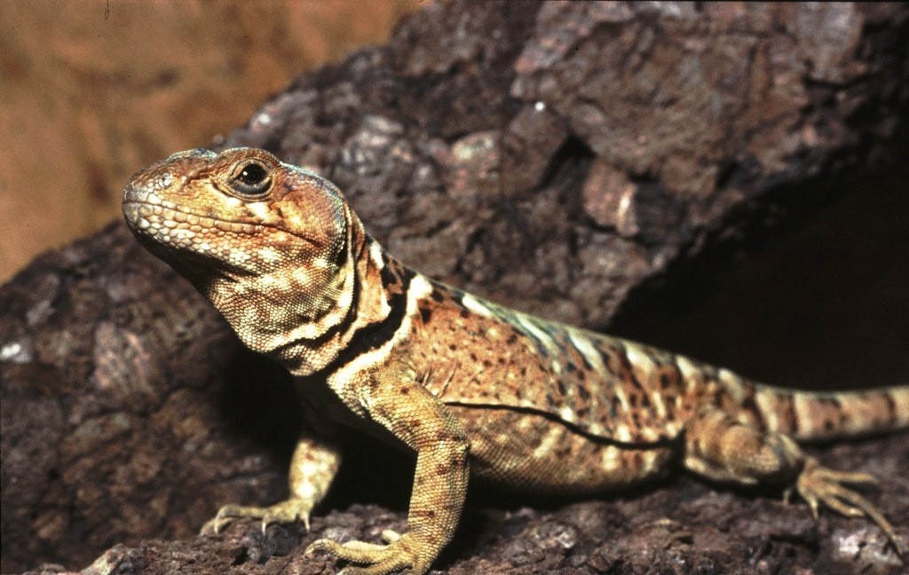 Pristidactylus torquatus.