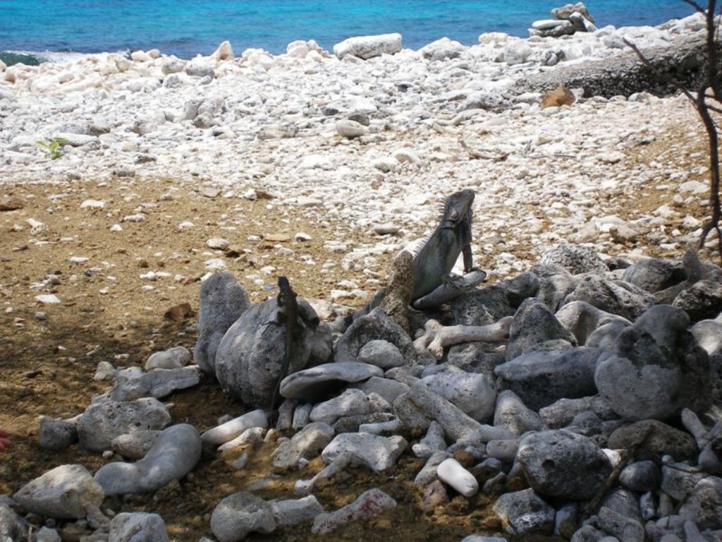 Groene leguaan op het strand van Curacao