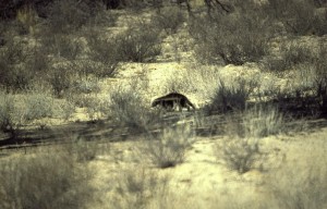 Namibie- Zuid Afrika, 1992 nr 0549