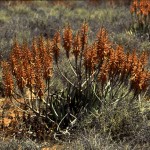 Namibie- Zuid Afrika, 1992 nr 0608