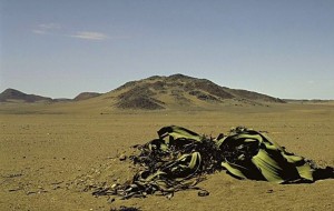 Welwitschia mirabilis 003